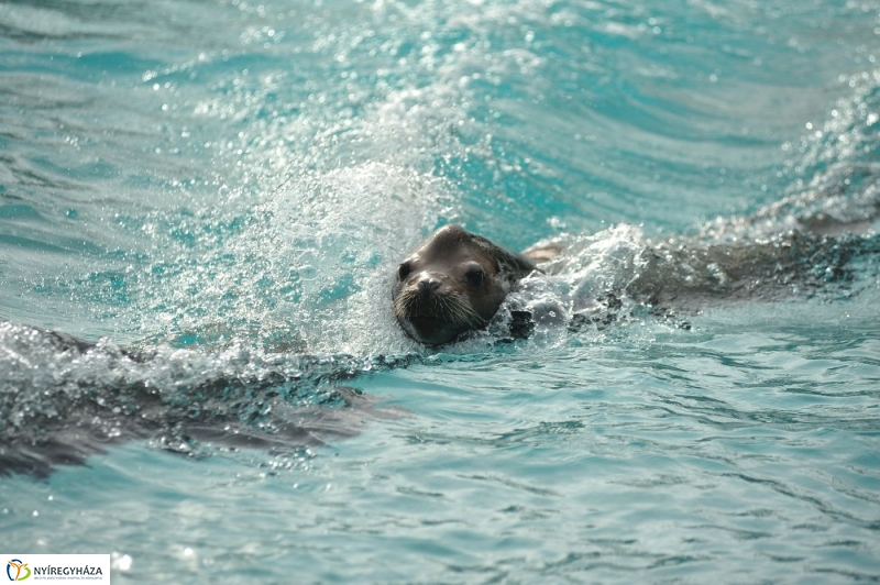Állatparki kulisszák - fotó Szarka Lajos