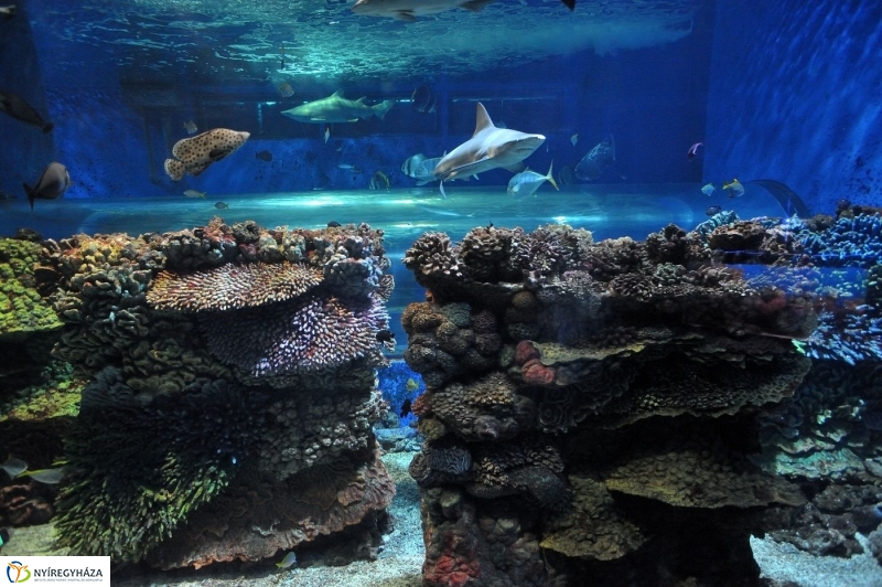 Állatparki kulisszák - fotó Szarka Lajos