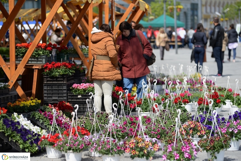 Helló Nyíregyháza 2017- séta a belvárosban-fotó Trifonov Éva