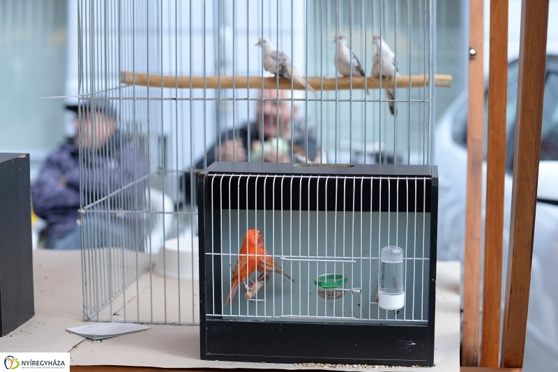 Helló Nyíregyháza 2017- séta a belvárosban-fotó Trifonov Éva