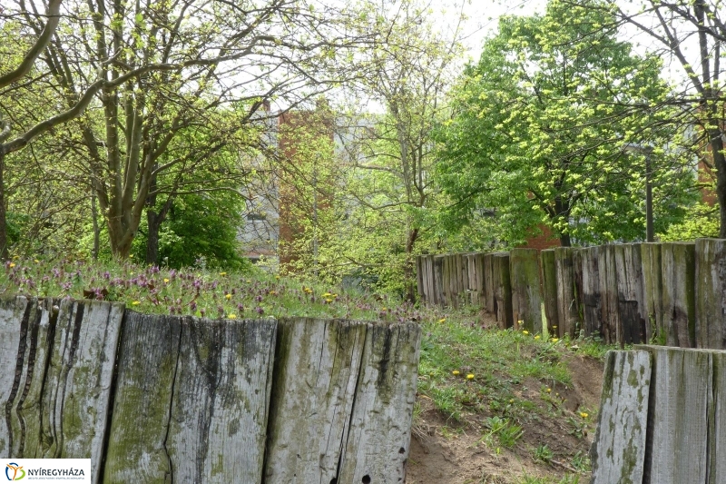 Tavaszi pillanatok a Jósában - fotó Szarka Lajos