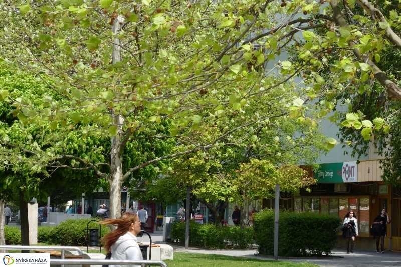 Tavaszi pillanatok a Jósában - fotó Szarka Lajos