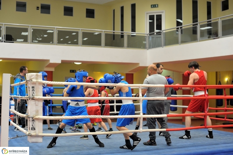 Madár Nyíregyházán - fotó Szarka Lajos