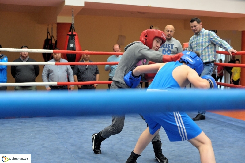 Madár Nyíregyházán - fotó Szarka Lajos