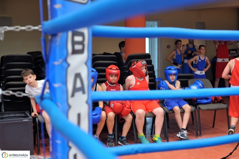 Madár Nyíregyházán - fotó Szarka Lajos