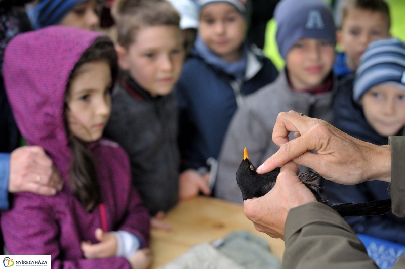 Madarak és Fák Napja 2017 - fotó Szarka Lajos