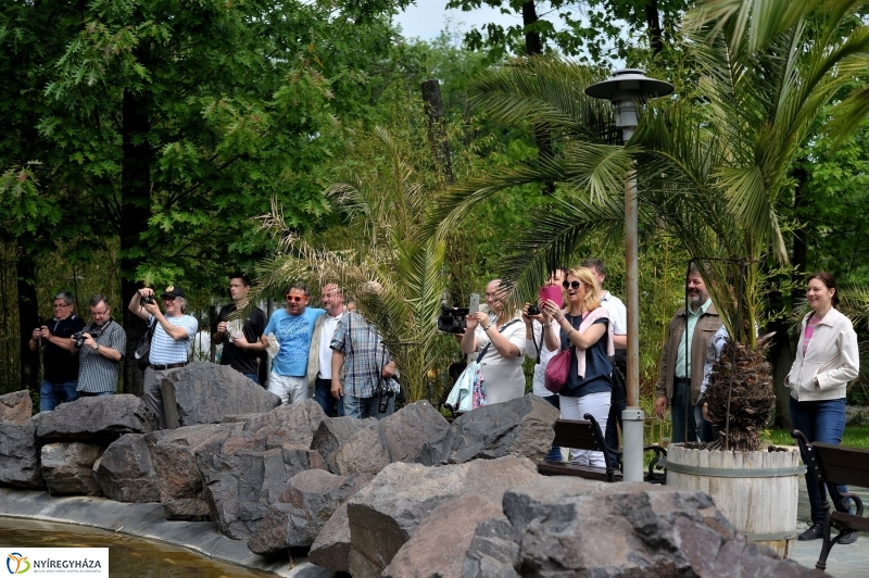 Ovisok és lengyel riporterek az Állatparkban - fotó Szarka Lajos