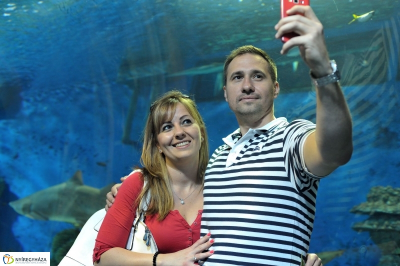 Ovisok és lengyel riporterek az Állatparkban - fotó Szarka Lajos