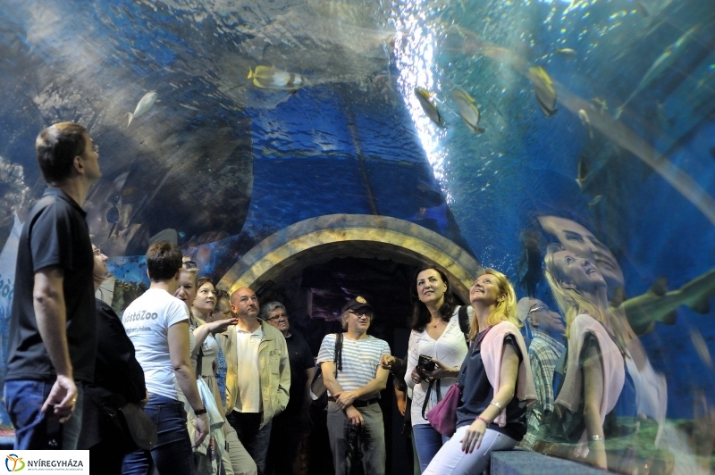 Ovisok és lengyel riporterek az Állatparkban - fotó Szarka Lajos