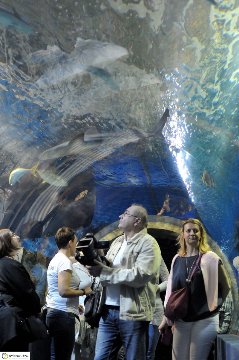 Ovisok és lengyel riporterek az Állatparkban - fotó Szarka Lajos