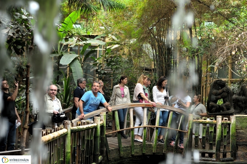 Ovisok és lengyel riporterek az Állatparkban - fotó Szarka Lajos