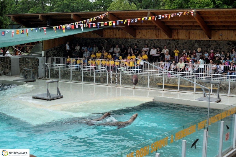 Ovisok és lengyel riporterek az Állatparkban - fotó Szarka Lajos