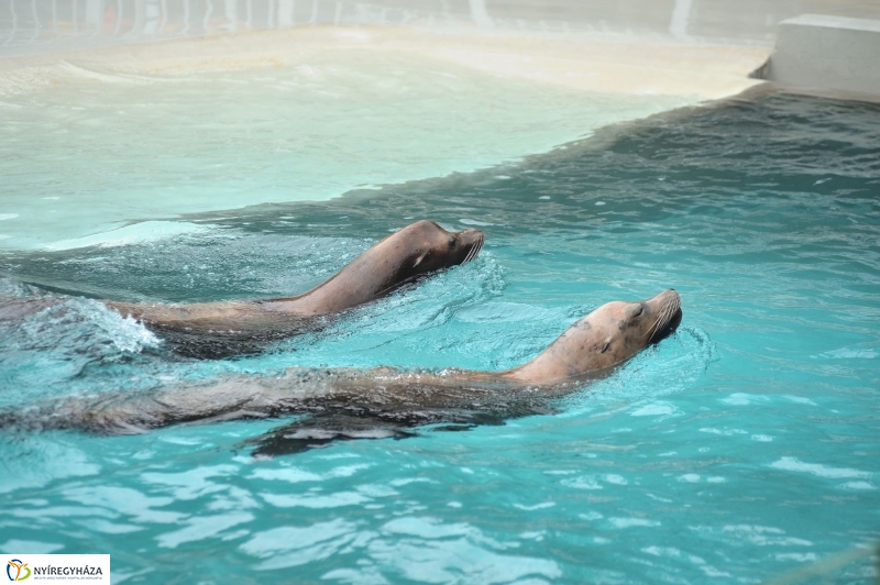 Ovisok és lengyel riporterek az Állatparkban - fotó Szarka Lajos