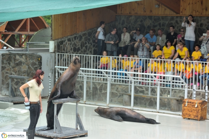Ovisok és lengyel riporterek az Állatparkban - fotó Szarka Lajos