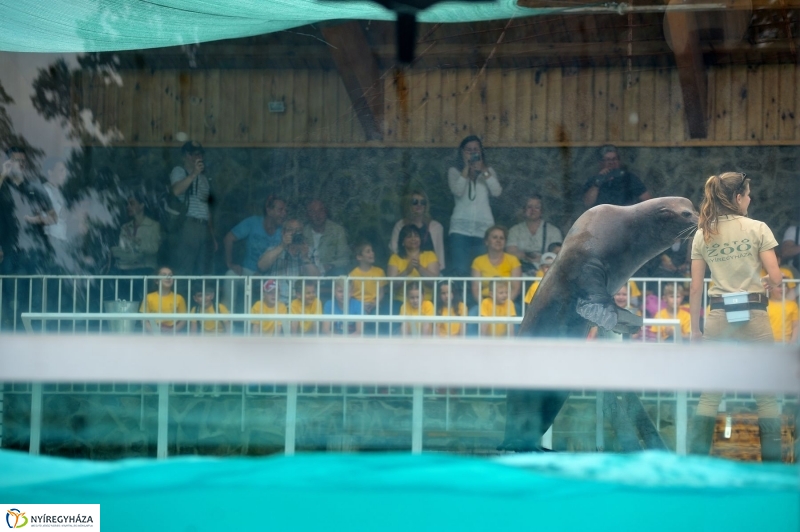 Ovisok és lengyel riporterek az Állatparkban - fotó Szarka Lajos