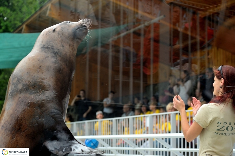 Ovisok és lengyel riporterek az Állatparkban - fotó Szarka Lajos