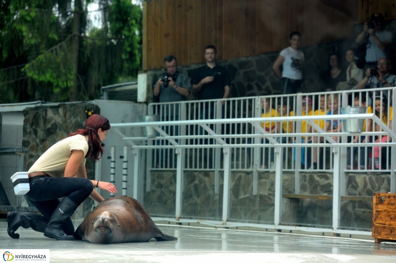 Ovisok és lengyel riporterek az Állatparkban - fotó Szarka Lajos