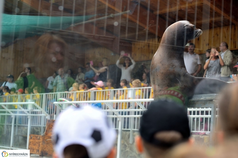 Ovisok és lengyel riporterek az Állatparkban - fotó Szarka Lajos