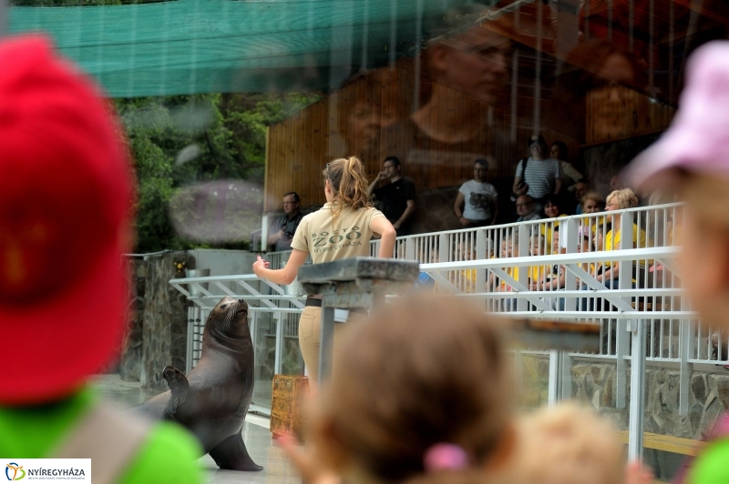 Ovisok és lengyel riporterek az Állatparkban - fotó Szarka Lajos