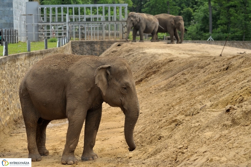 Ovisok és lengyel riporterek az Állatparkban - fotó Szarka Lajos
