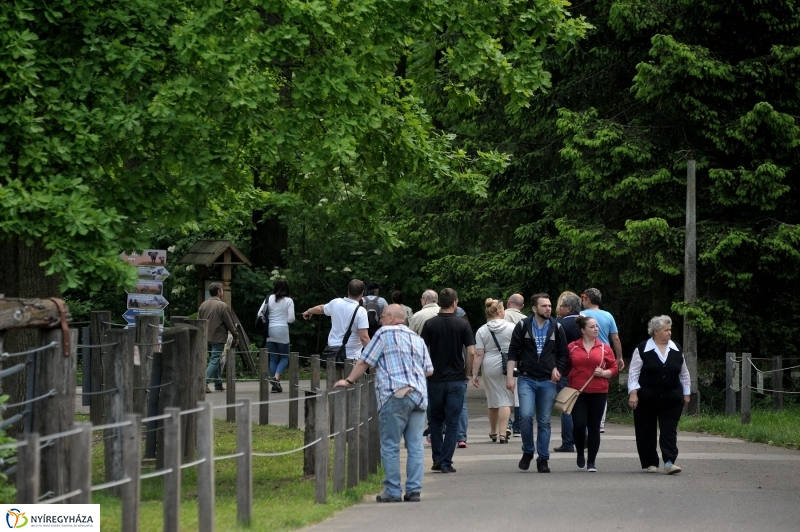Ovisok és lengyel riporterek az Állatparkban - fotó Szarka Lajos