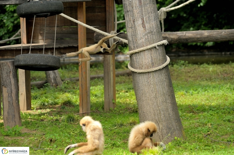 Ovisok és lengyel riporterek az Állatparkban - fotó Szarka Lajos