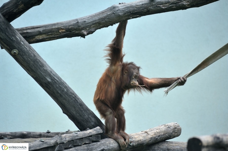 Ovisok és lengyel riporterek az Állatparkban - fotó Szarka Lajos