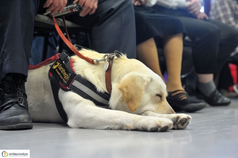Fogyatékkal élők fesztiválja - fotó Szarka Lajos