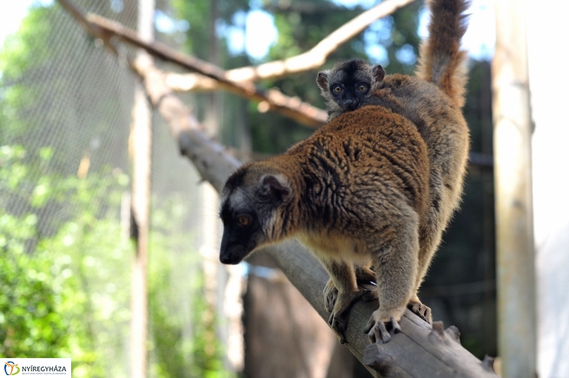 Gyarapodott az Állatpark - fotó Szarka Lajos