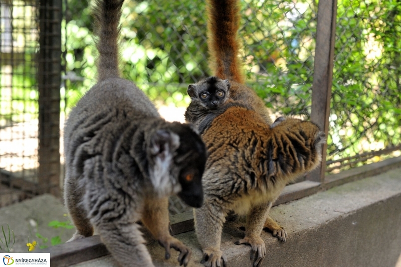 Gyarapodott az Állatpark - fotó Szarka Lajos