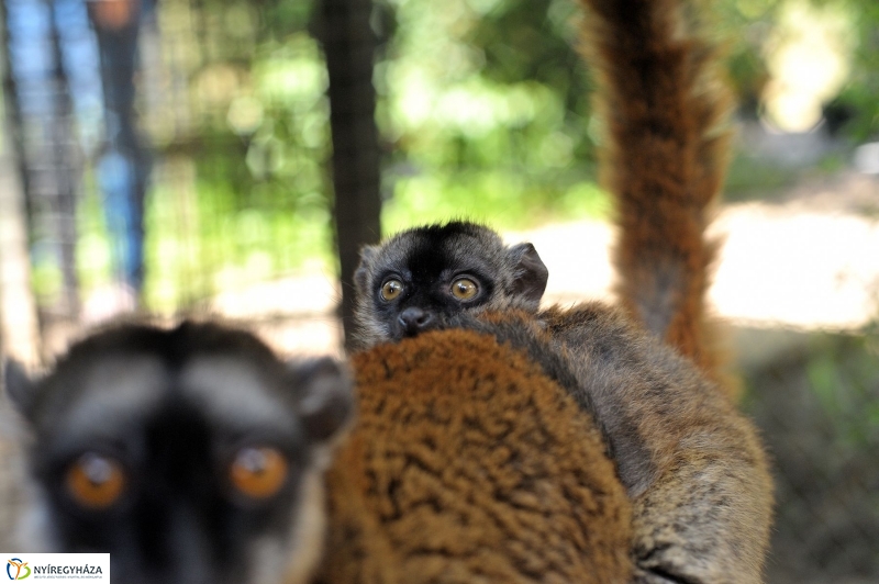 Gyarapodott az Állatpark - fotó Szarka Lajos