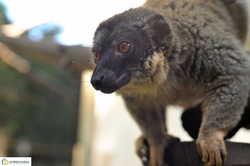 Gyarapodott az Állatpark - fotó Szarka Lajos