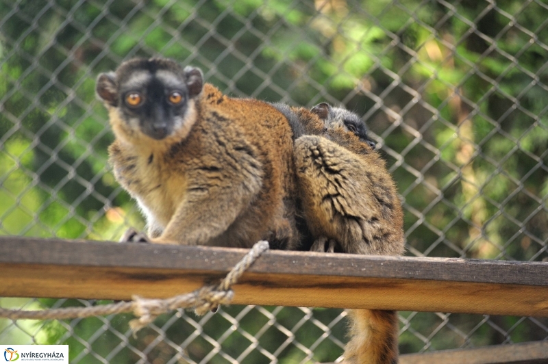 Gyarapodott az Állatpark - fotó Szarka Lajos