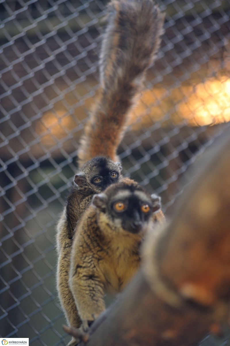 Gyarapodott az Állatpark - fotó Szarka Lajos
