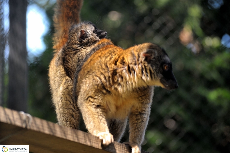 Gyarapodott az Állatpark - fotó Szarka Lajos