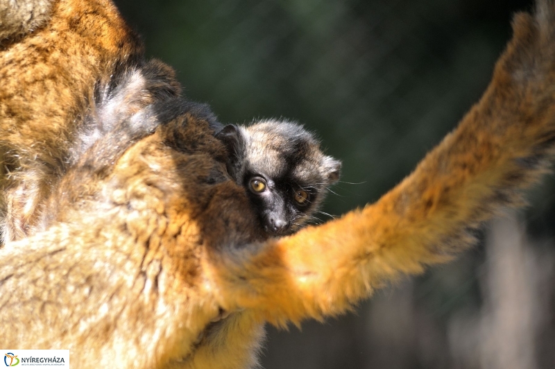 Gyarapodott az Állatpark - fotó Szarka Lajos