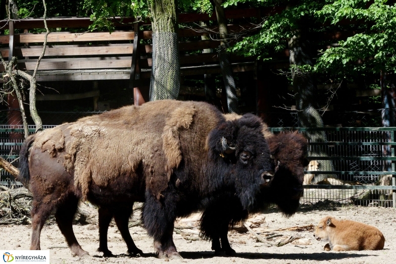 Gyarapodott az Állatpark - fotó Szarka Lajos