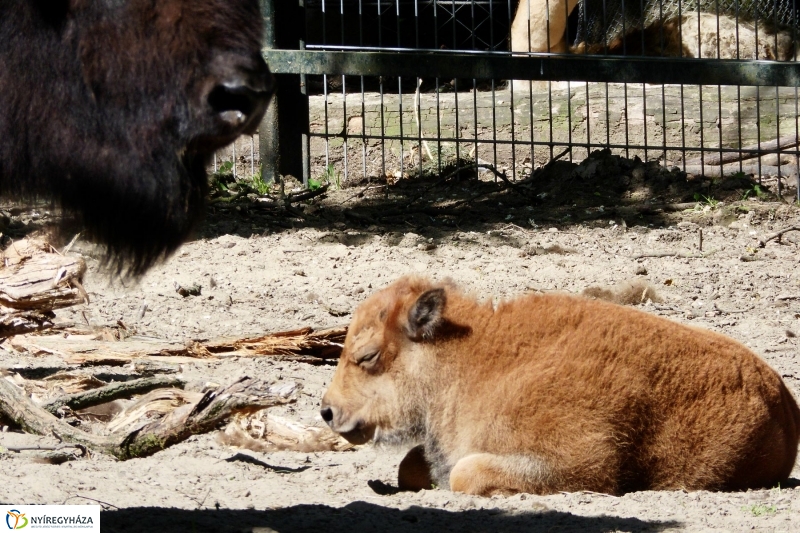 Gyarapodott az Állatpark - fotó Szarka Lajos