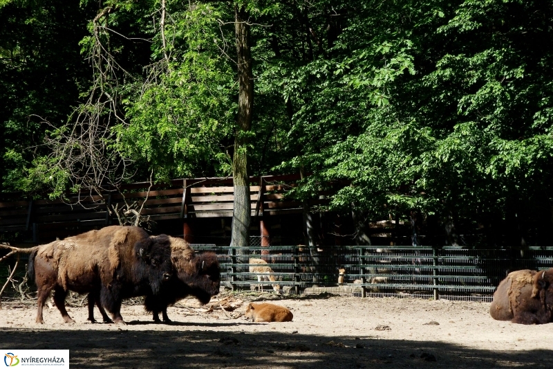 Gyarapodott az Állatpark - fotó Szarka Lajos