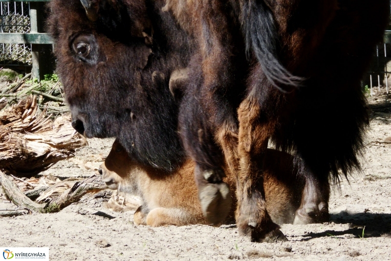 Gyarapodott az Állatpark - fotó Szarka Lajos