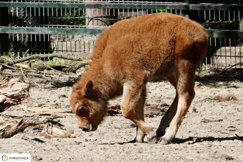 Gyarapodott az Állatpark - fotó Szarka Lajos