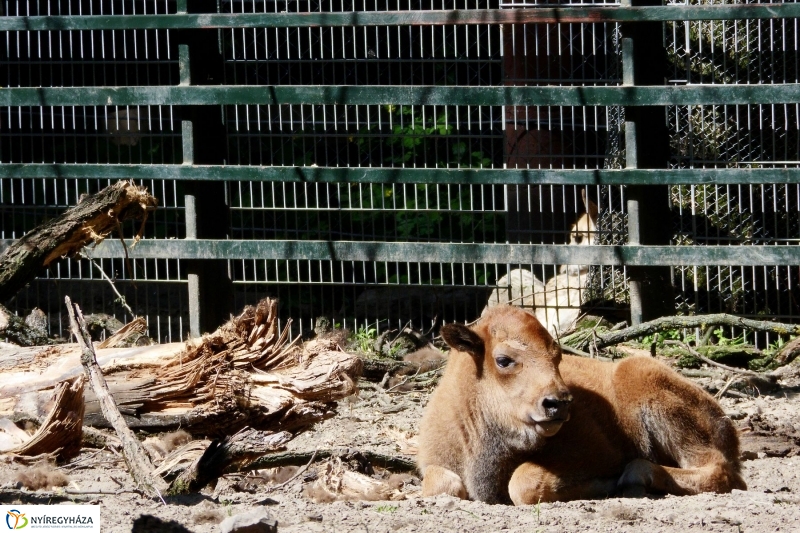 Gyarapodott az Állatpark - fotó Szarka Lajos