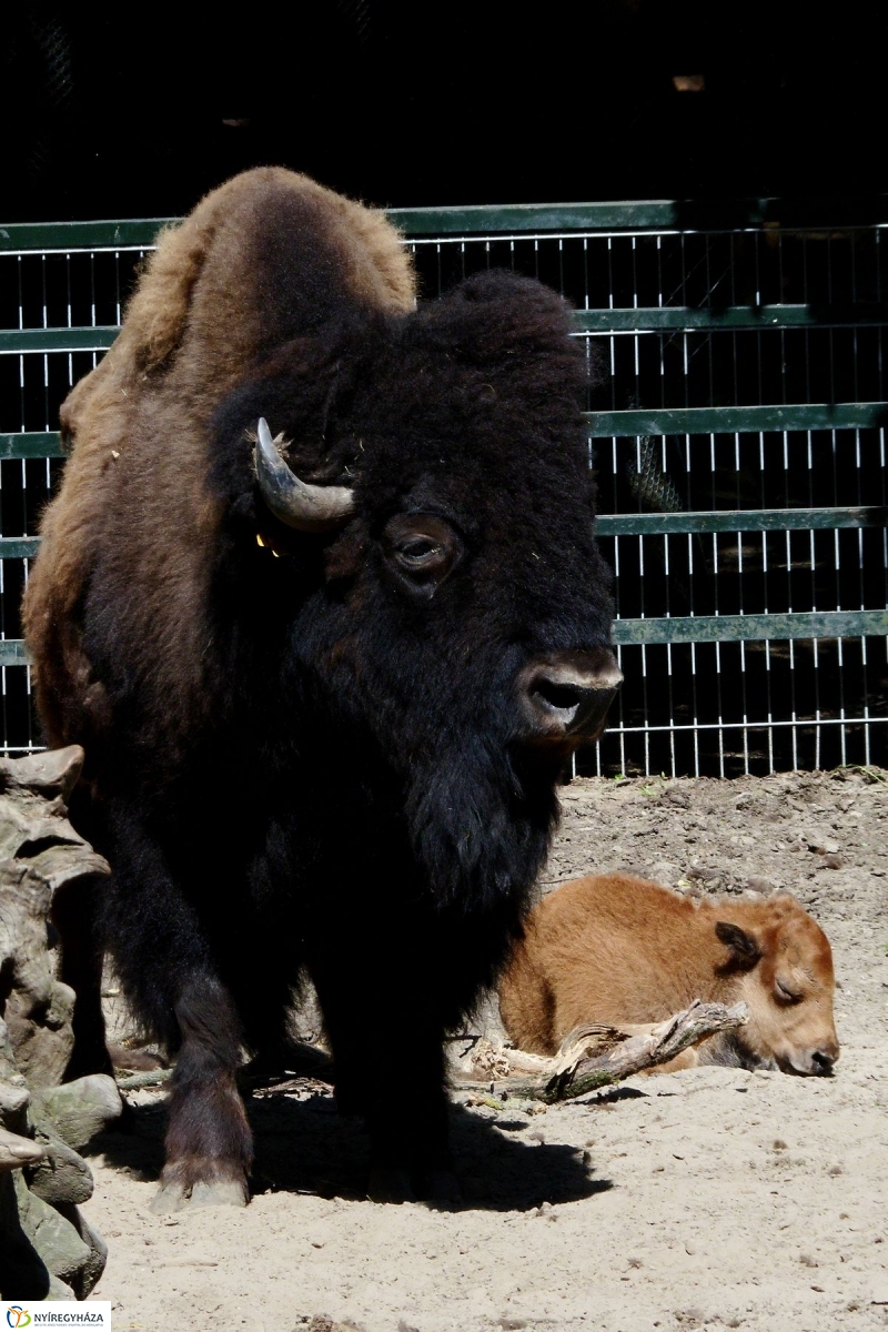 Gyarapodott az Állatpark - fotó Szarka Lajos