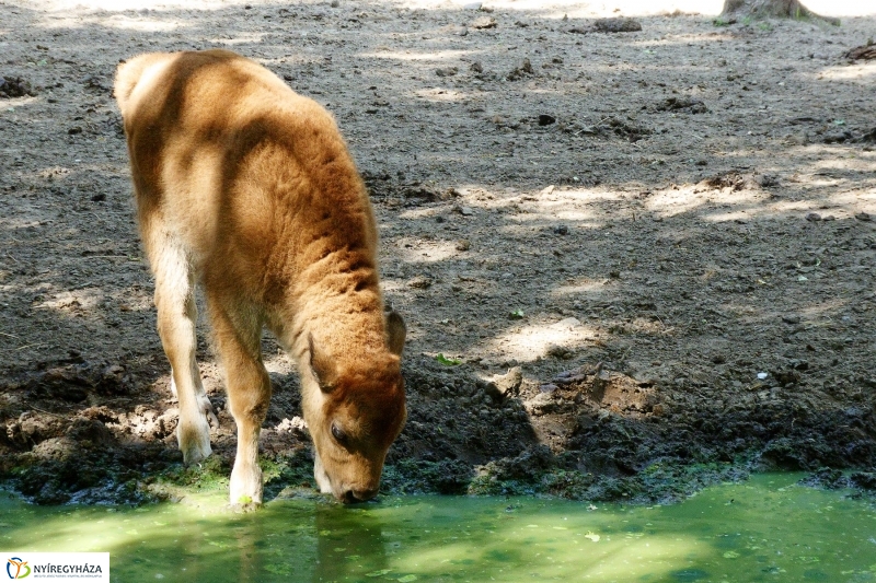 Gyarapodott az Állatpark - fotó Szarka Lajos