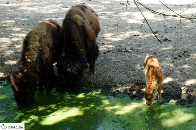 Gyarapodott az Állatpark - fotó Szarka Lajos