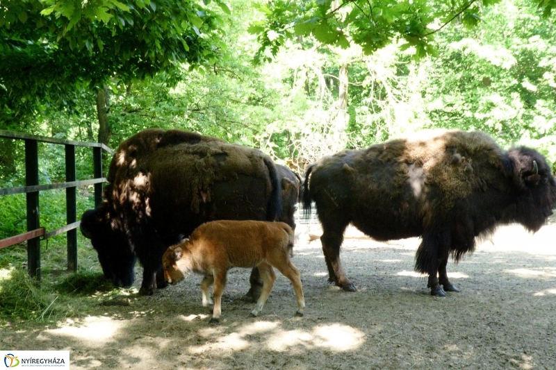 Gyarapodott az Állatpark - fotó Szarka Lajos