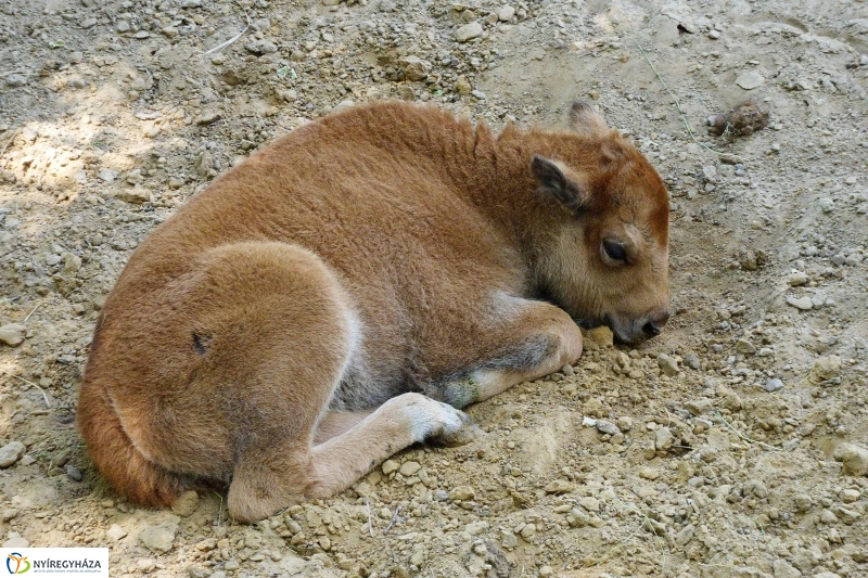 Gyarapodott az Állatpark - fotó Szarka Lajos