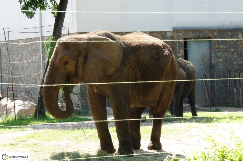 Gyarapodott az Állatpark - fotó Szarka Lajos