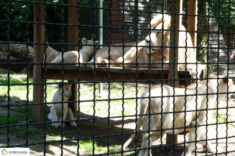Gyarapodott az Állatpark - fotó Szarka Lajos