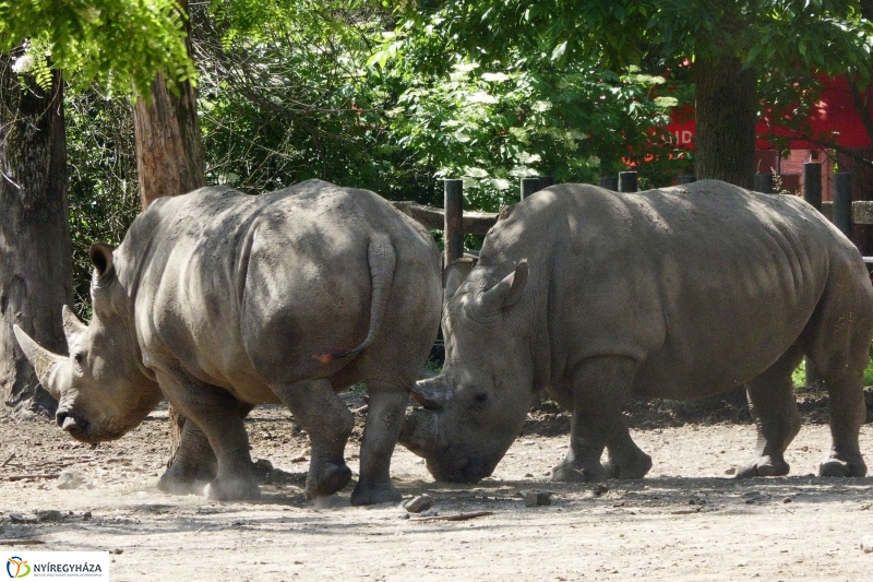 Gyarapodott az Állatpark - fotó Szarka Lajos